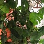 Monstera deliciosaLapas