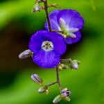 Dichorisandra penduliflora Flor