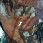 Gordonia axillaris 樹皮