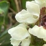 Prunella laciniata Blomma