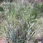 Eryngium yuccifolium Vekstform