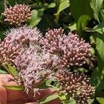 Eupatorium cannabinumFleur