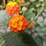 Lantana × aculeata Цвят