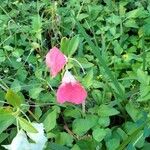 Impatiens balsaminaFlower