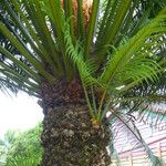 Cycas circinalis Žievė