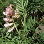 Vicia argentea Annet