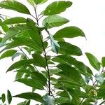 Citharexylum myrianthum Blatt