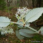 Ceanothus crassifolius Агульны выгляд