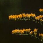 Solidago odora Λουλούδι