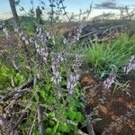 Orthosiphon rubicundus Blomst