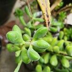 Crassula rogersii Yaprak