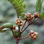 Osodendron altissimum Fruit
