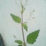 Boerhavia erecta Blatt