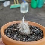 Oreocereus trollii Yaprak