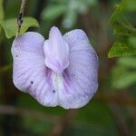 Leptospron adenanthum Λουλούδι