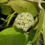 Hoya verticillata Blüte