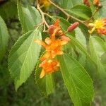 Grewia trichocarpa Otro