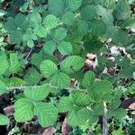 Rubus ferus Folha