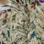 Artemisia cana Leaf