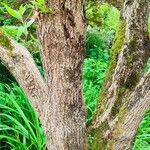 × Chitalpa tashkentensis Rusca