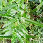 Azara lanceolata Blatt