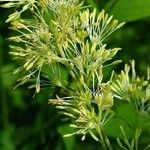 Thalictrum flavum Květ