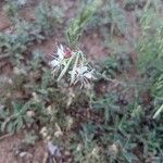 Oenothera suffrutescens Flor