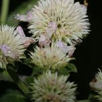 Hyptis lantanifolia फूल