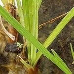 Cyperus longus Habit