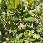 Arbutus unedoBlomma