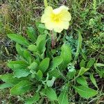 Oenothera laciniata 葉