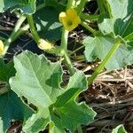 Cucumis prophetarum Leaf