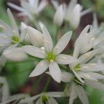 Allium ursinumFlower