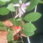 Indigofera decora Flor