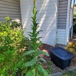 Verbascum phlomoidesЛисток