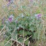 Arctium tomentosumBlomma