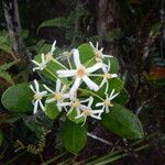 Baloghia buchholzii Flower