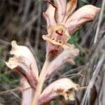 Orobanche caryophyllacea Flor