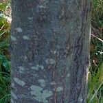 Quercus ilex Bark