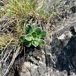 Saxifraga cotyledon 葉