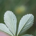 Potentilla valderia Leaf