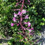 Epilobium angustifolium অভ্যাস