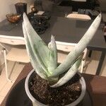 Aloe petricola Hostoa