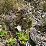 Veronica bellidioides Blomst