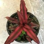 Cryptanthus bivittatus Blad