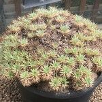 Deuterocohnia brevifolia Leaf