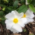 Cistus salviifolius Fleur