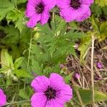 Geranium psilostemon Blomma