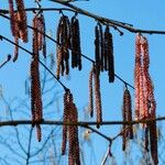 Alnus serrulata Flor