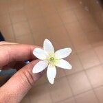 Anemone nemorosa Blüte